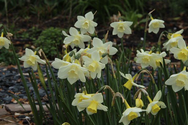 Narcissus 'Pueblo'