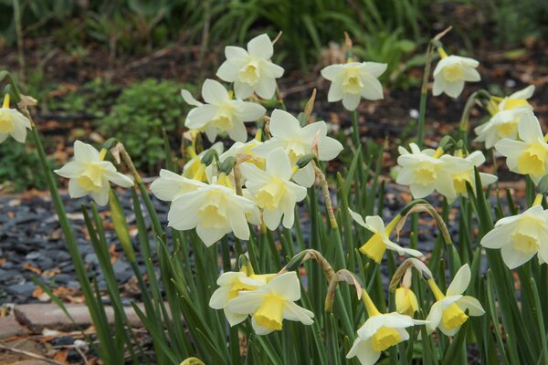Narcissus 'Pueblo'