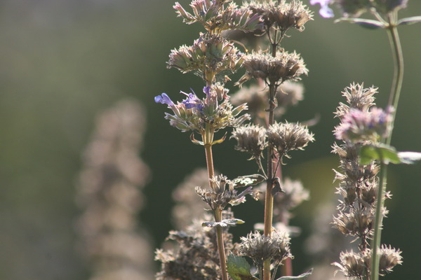 Nepeta Zinsers Giant Lubera