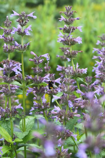 Nepeta kubanica