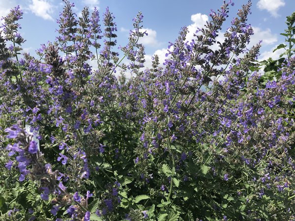 Nepeta Six Hills Giant