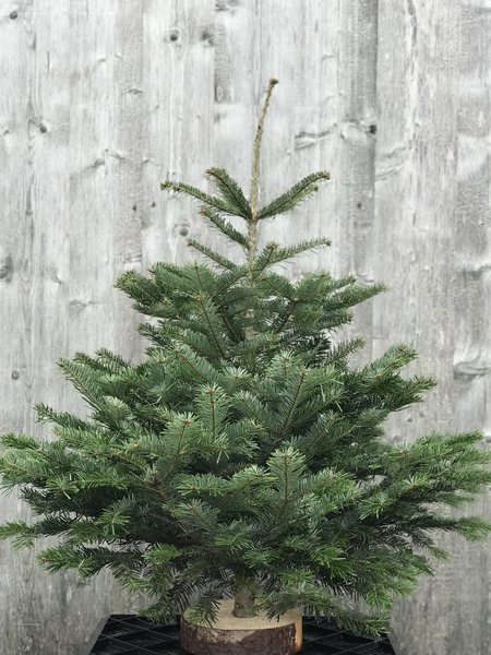 Nordmanntanne Weihnachtsbaum Christbaum Abies nordmanniana 90-100cm