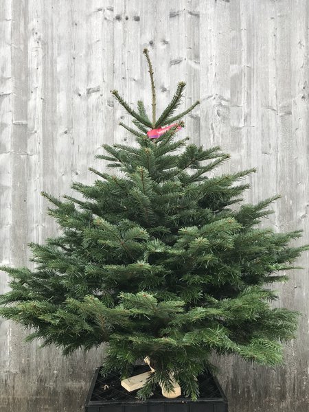 Nordmanntanne Weihnachtsbaum Christbaum Abies nordmanniana 110-120cm