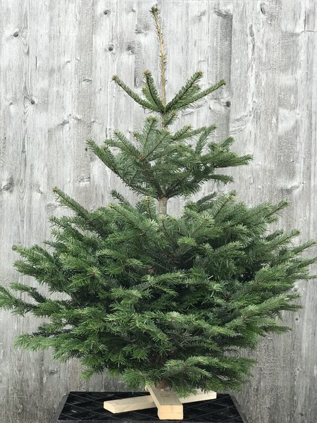 Nordmanntanne Weihnachtsbaum Christbaum Abies nordmanniana 140-150cm