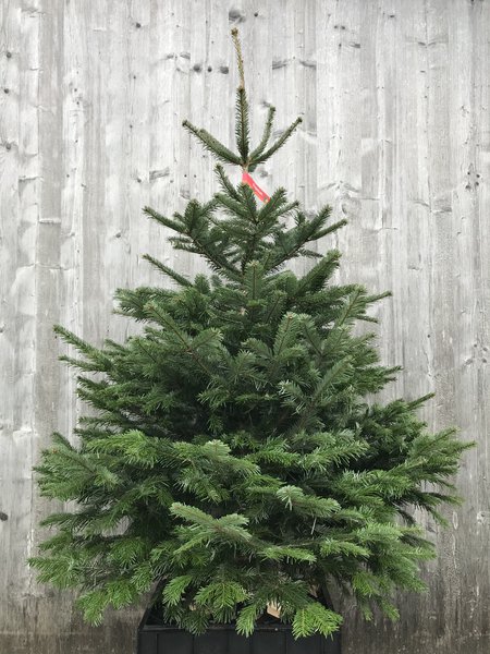 Nordmanntanne Weihnachtsbaum Christbaum Abies nordmanniana 160-170cm