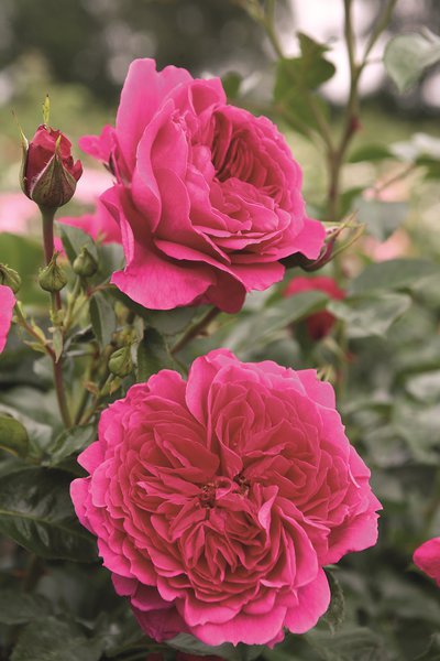 Nostalgische Strauchrose Soul