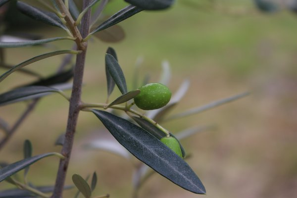 Olivenbaum Leccino, olea europaea, Mediterrane