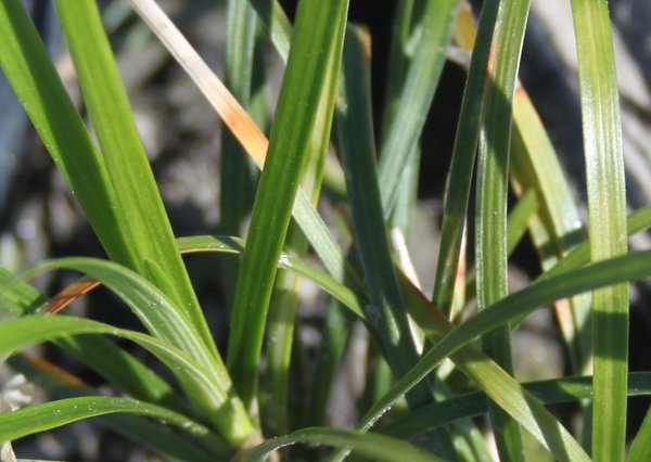 Ophiopogon japonicus 'Minor'