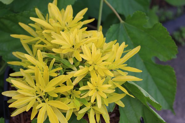 Mexikanische Orangenblume, Choisya ternata 'Gold Star'