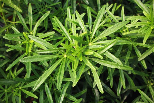 Choisya ternata  'Scented Gem' Laub