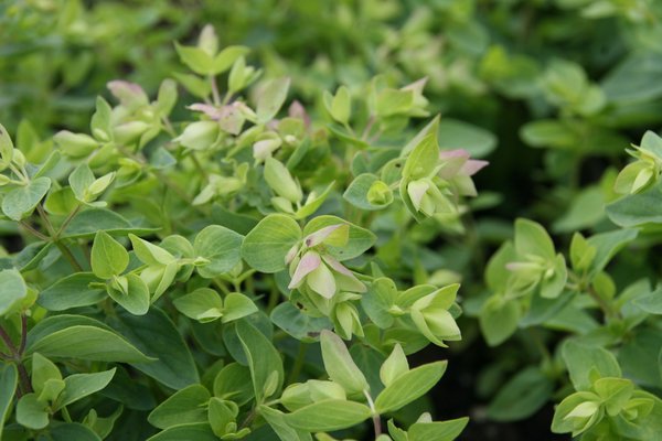 Hopfen-Dost 'Dingle Fairy', Origanum rotundifolium