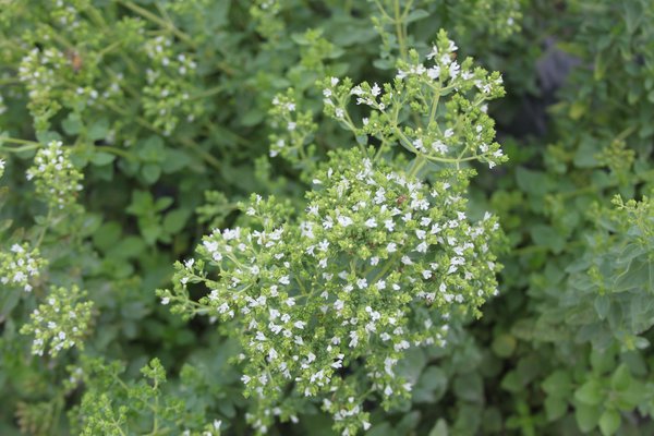 Origanum vulgare subspecies hirtum