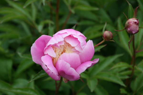 Paeonia x lactiflora 'Bowl of Beauty' Chinesische Edel-Pfingstrose Paeonia x lactiflora 'Bowl of Beauty' Chinesische Edel-Pfingstrose