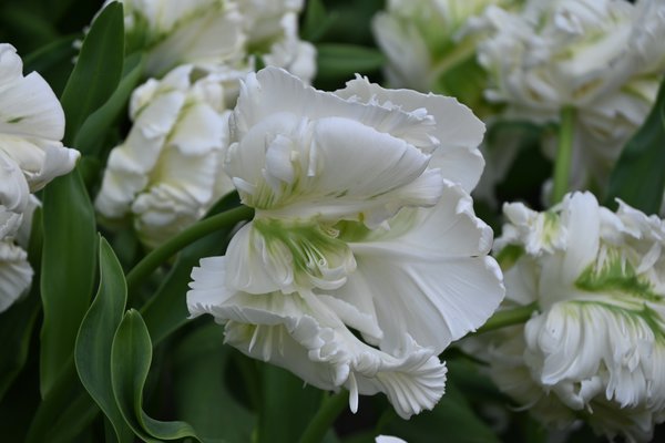 Tulipa Witte Rebel