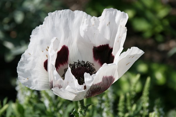 Papaver orientale 'Royal Wedding' Orientalischer Mohn