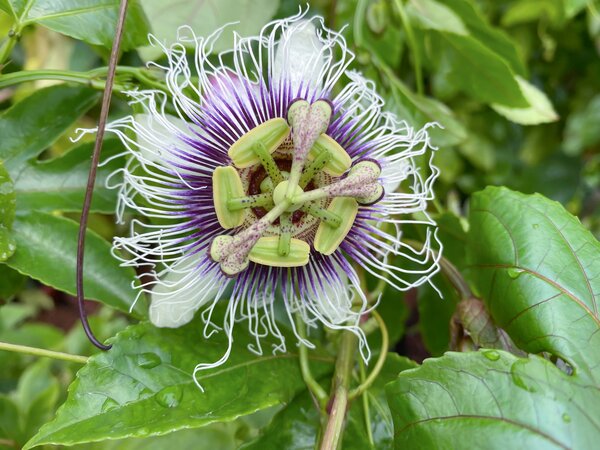 Passiflora edulis, Passionsblume mit Maracujafruechten Passiflora edulis, Passionsblume mit Maracujafruechten