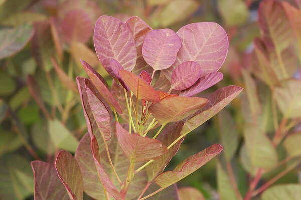 Perckenstrauch, Cotinus coggygria 'Falmissimo'