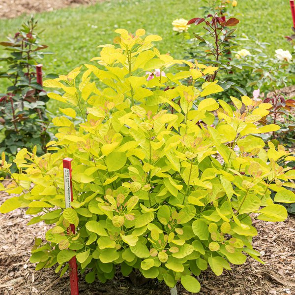 Perckenstrauch 'Golden Lady', Cotinus coggygria