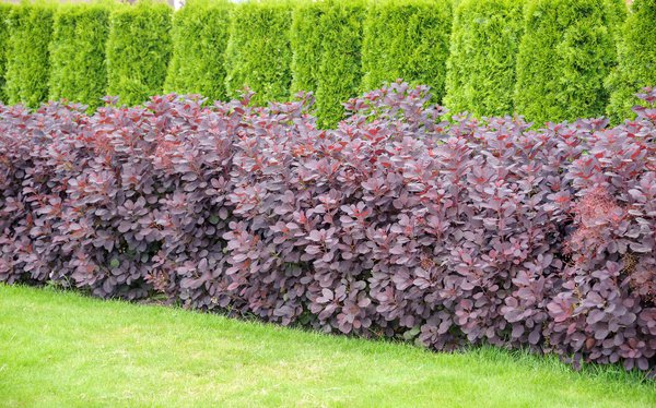 Perckenstrauch 'Lilla', Cotinus Coggygria 