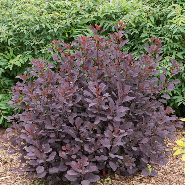 Perckenstrauch 'Winecraft black', Cotinus coggygria