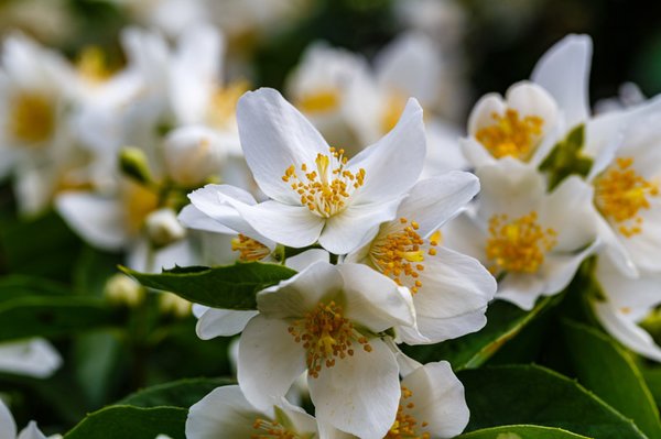 Philadelphus 'Belle Etoile', Gartenjasmin, XXL Pflanze, Hinrichs Philadelphus 'Belle Etoile', Gartenjasmin, XXL Pflanze, Hinrichs
