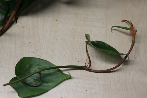 Philodendron vermehren, Baumfreund, Aronstabgewächs, abgeschnittener Steckling