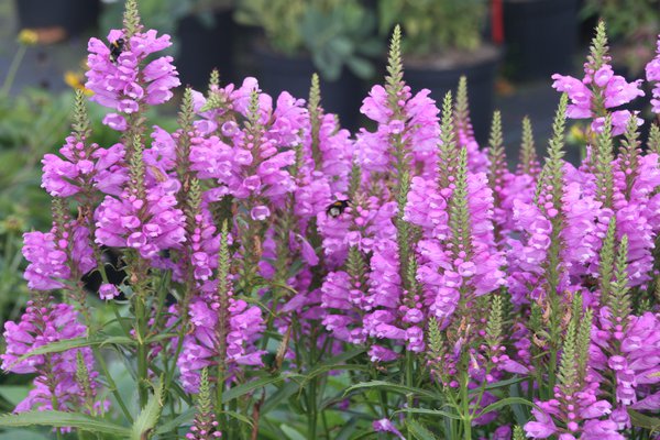 Physostegia virginiana 'Vivid' Gelenkblume