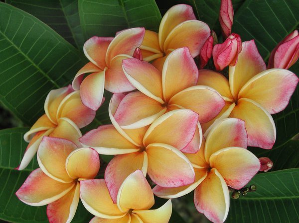 Plumeria rubra California Sunset Frangipani pflegen Tempelbaum