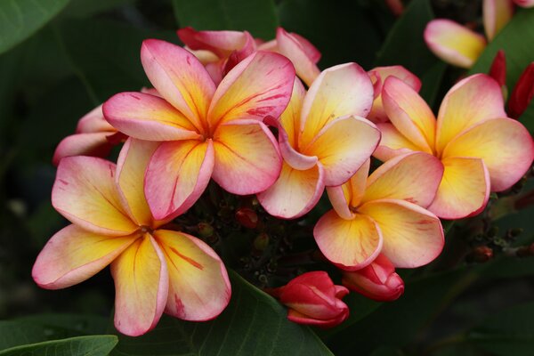 Blte der Plumeria 'Desert Sunrise' 2024, Frangipani