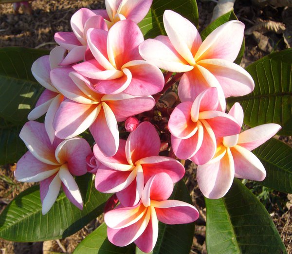 Plumeria rubra Divine Frangipani pflegen Tempelbaum