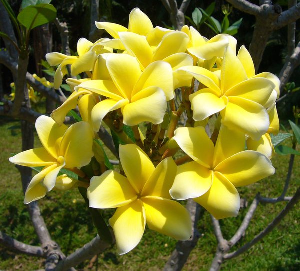 Plumeria rubra Inca Gold Frangipani pflegen Tempelbaum