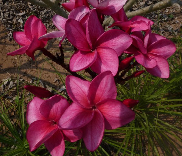 Plumeria rubra Jubilee Frangipani pflegen Tempelbaum