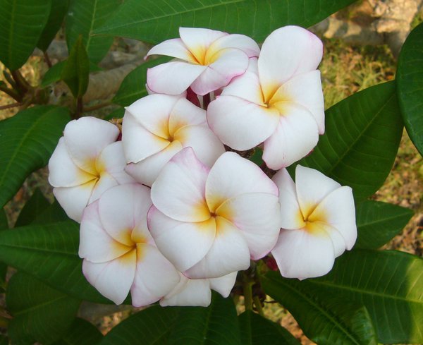 Plumeria rubra 'Mini White' (Frangipani Tempelbaum)
