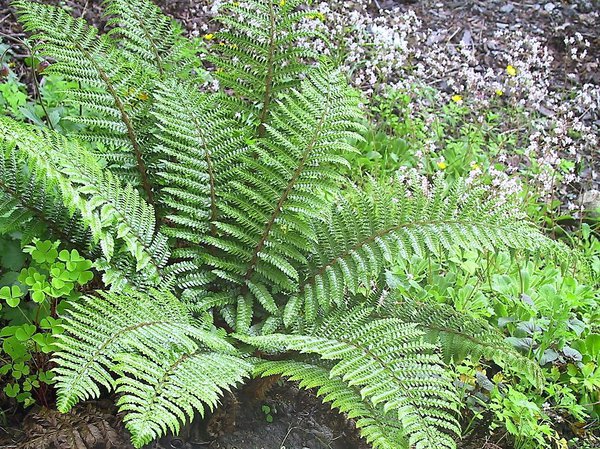 Heimischer Glanz-Schild-Farn (Polystichum aculeatum)