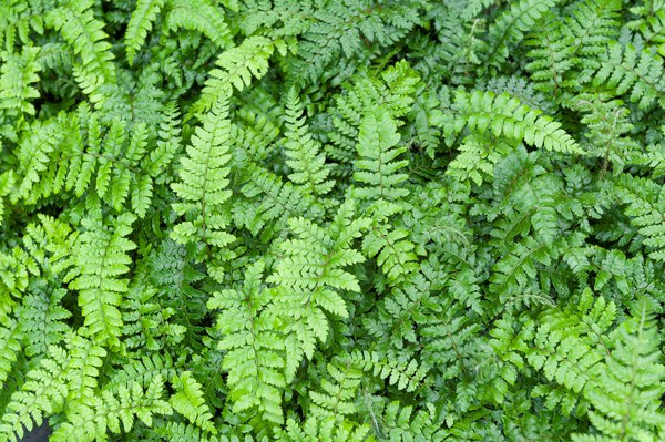 Polystichum polyblepharum Japanischer Glanz-Schild-Farn