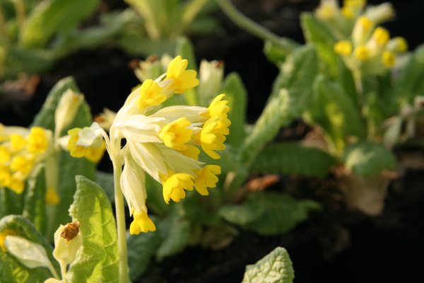 Primula veris subspecies veris