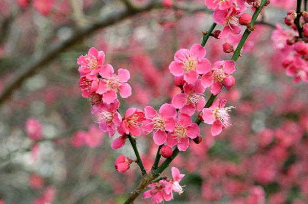 Japanische Zier-Aprikose 'Beni-chi-dori', Prunus mume 'Beni-chi-dori'