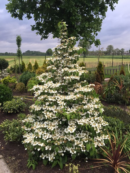 Schneeballstrauch, Viburnum plicatum Kilimanjaro