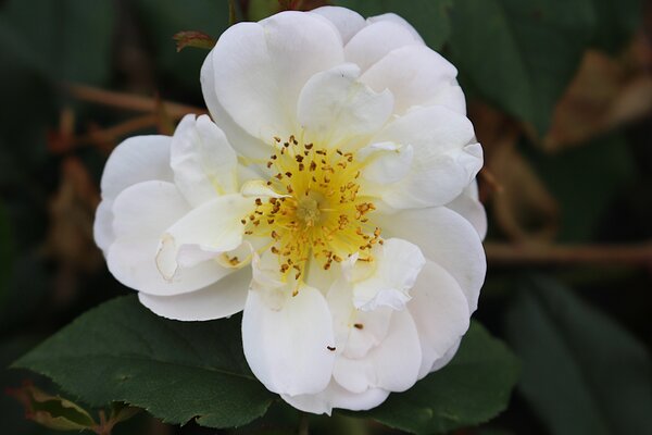 Ramblerrose Lykkefund 