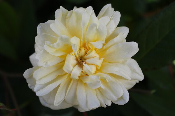 Ramblerrose 'Malvern Hills'