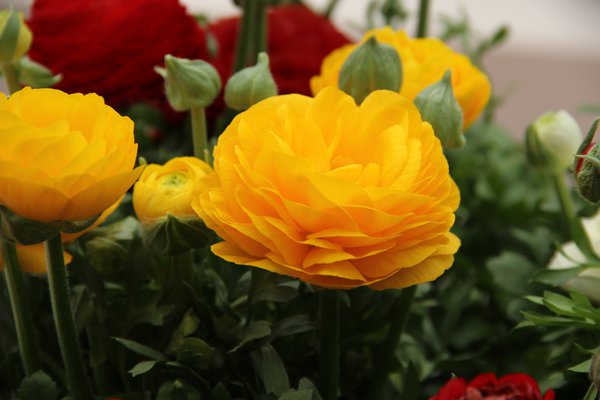 Ranunculus asiaticus 'Aviv' gelb