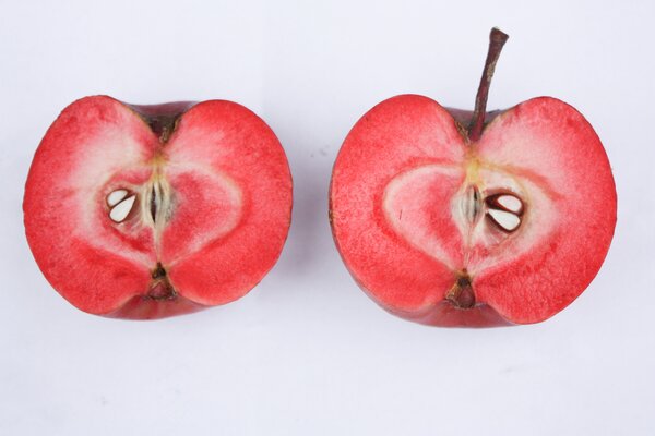 Redlove Calypso 