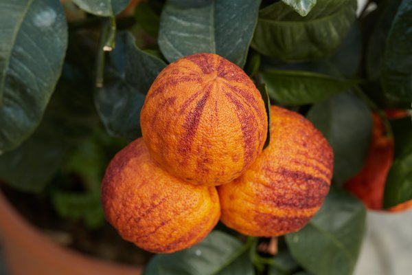 Regenbogen-Orange 'Arcobal' Citrus meyeri x Citrus sinensis Doppio Sanguigno 'Arcobal'