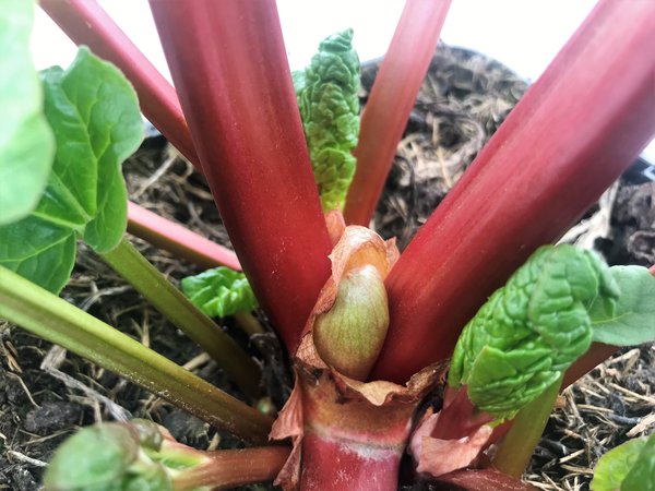 Rhabarber Redbarber Rheum rhabarbarum