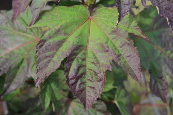 Staudenhibiskus, Lubera