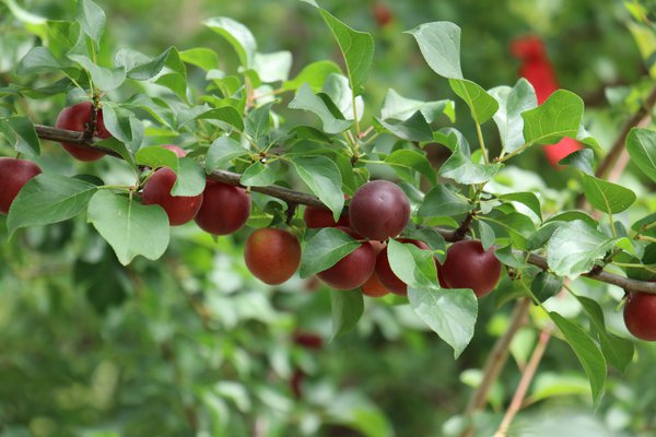 Robustikose® Promessa di Giugno (Prunus x dasycarpa) Lubera