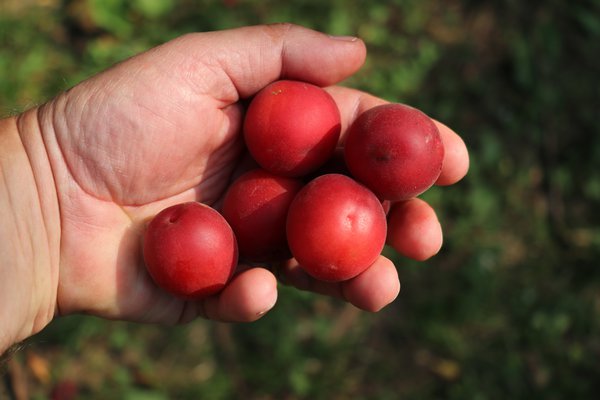 Robustikose Vesuviana Rossa (Prunus x dasycarpa)