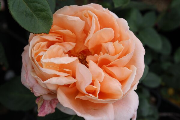 Edelrose Abbaye de Cluny