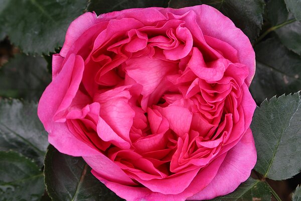 Edelrose 'Bernadette Lafont'