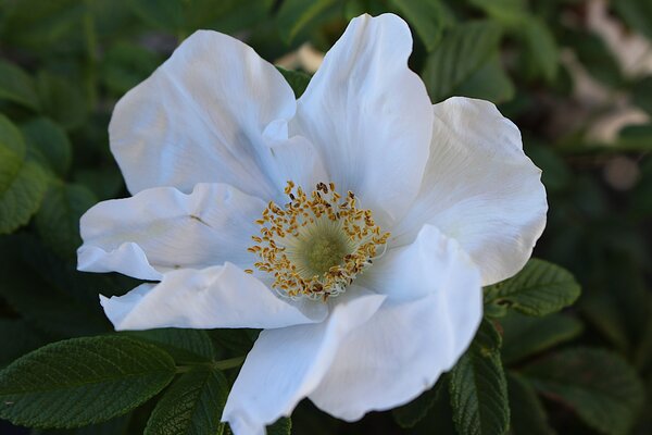 Rosa rugosa 'Butterfly Aurora'